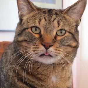 Meet your Posher, Carol